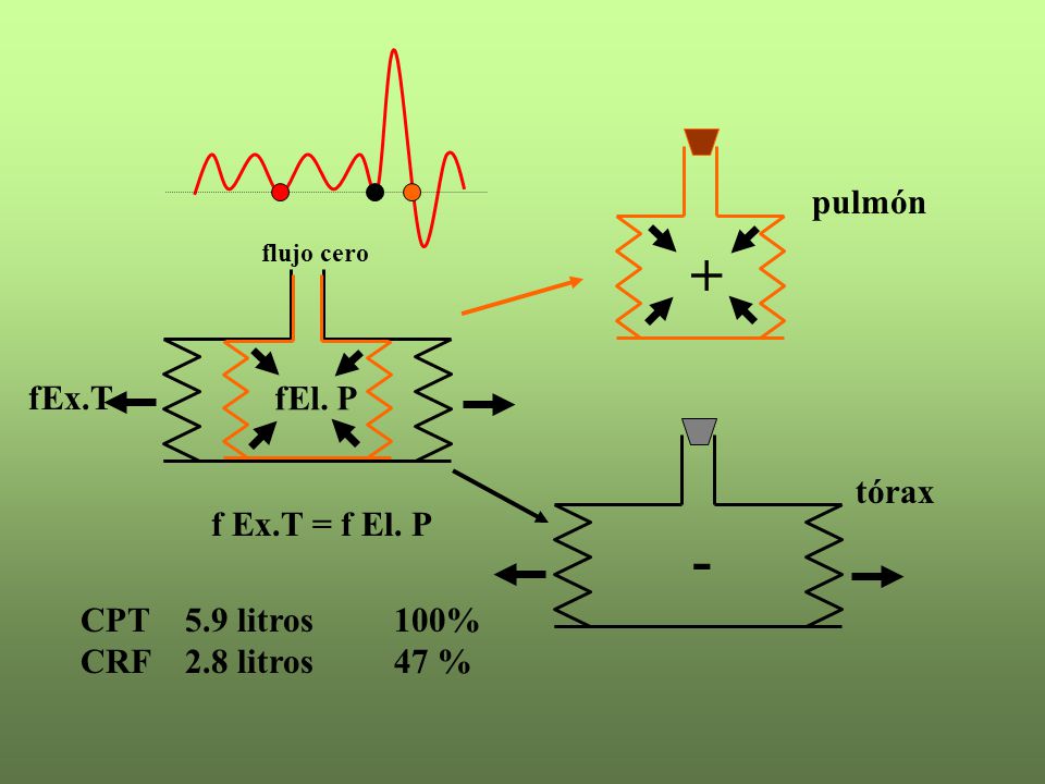 + - pulmón fEx.T fEl. P f Ex.T = f El. P tórax CPT 5.9 litros 100%