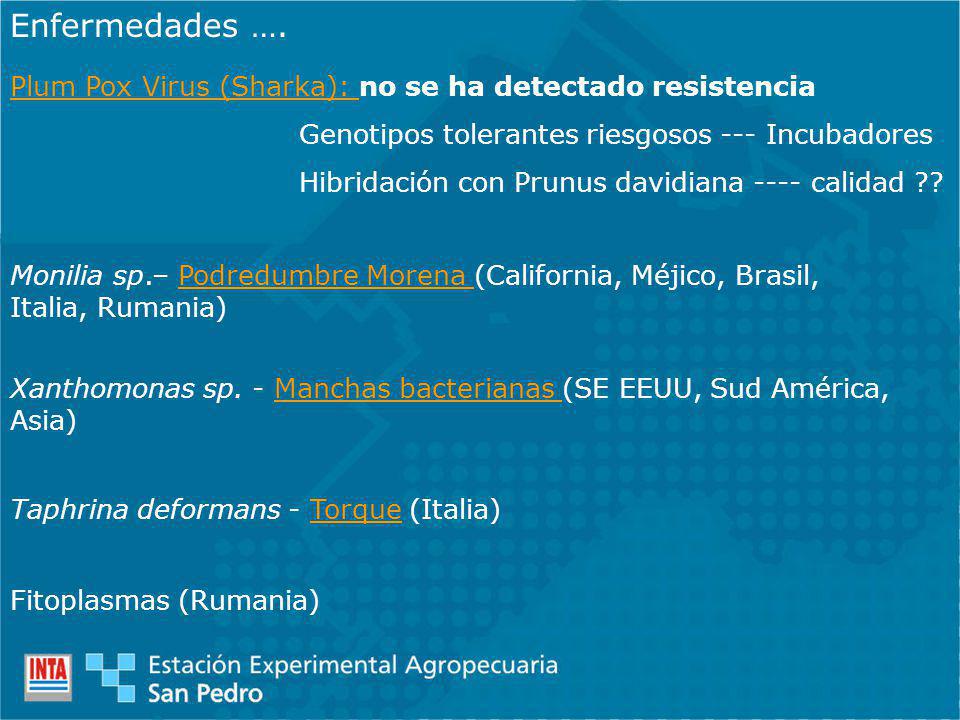 Enfermedades …. Plum Pox Virus (Sharka): no se ha detectado resistencia. Genotipos tolerantes riesgosos --- Incubadores.