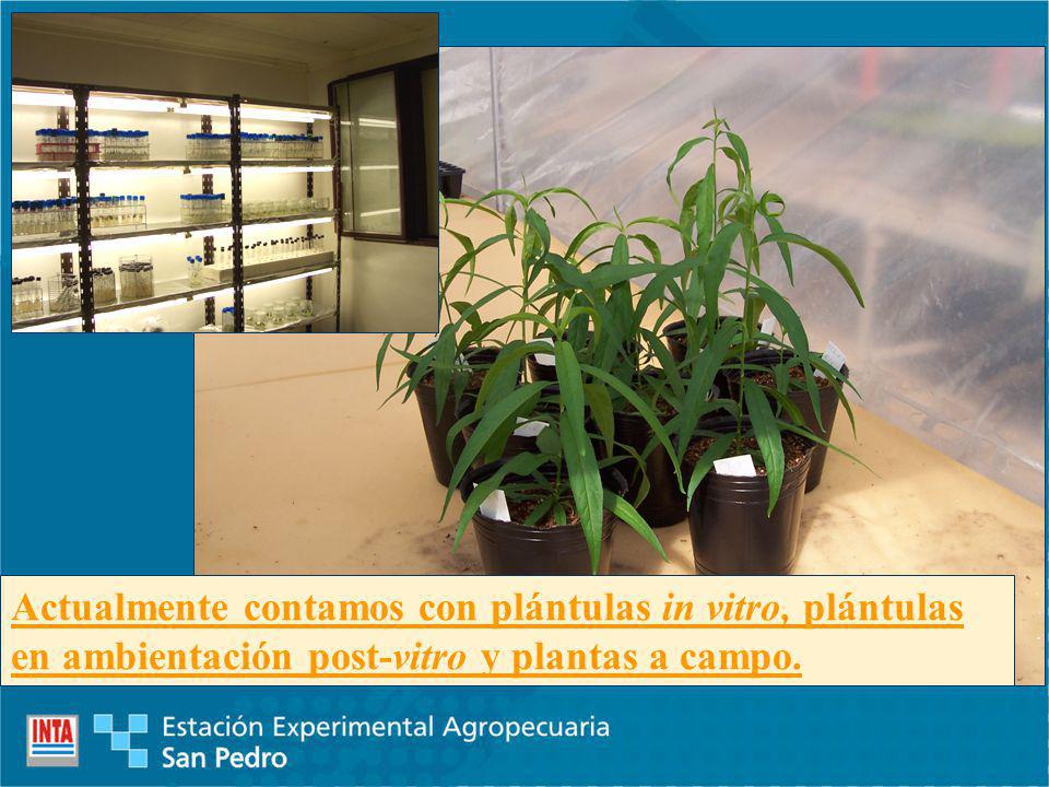 Actualmente contamos con plántulas in vitro, plántulas en ambientación post-vitro y plantas a campo.
