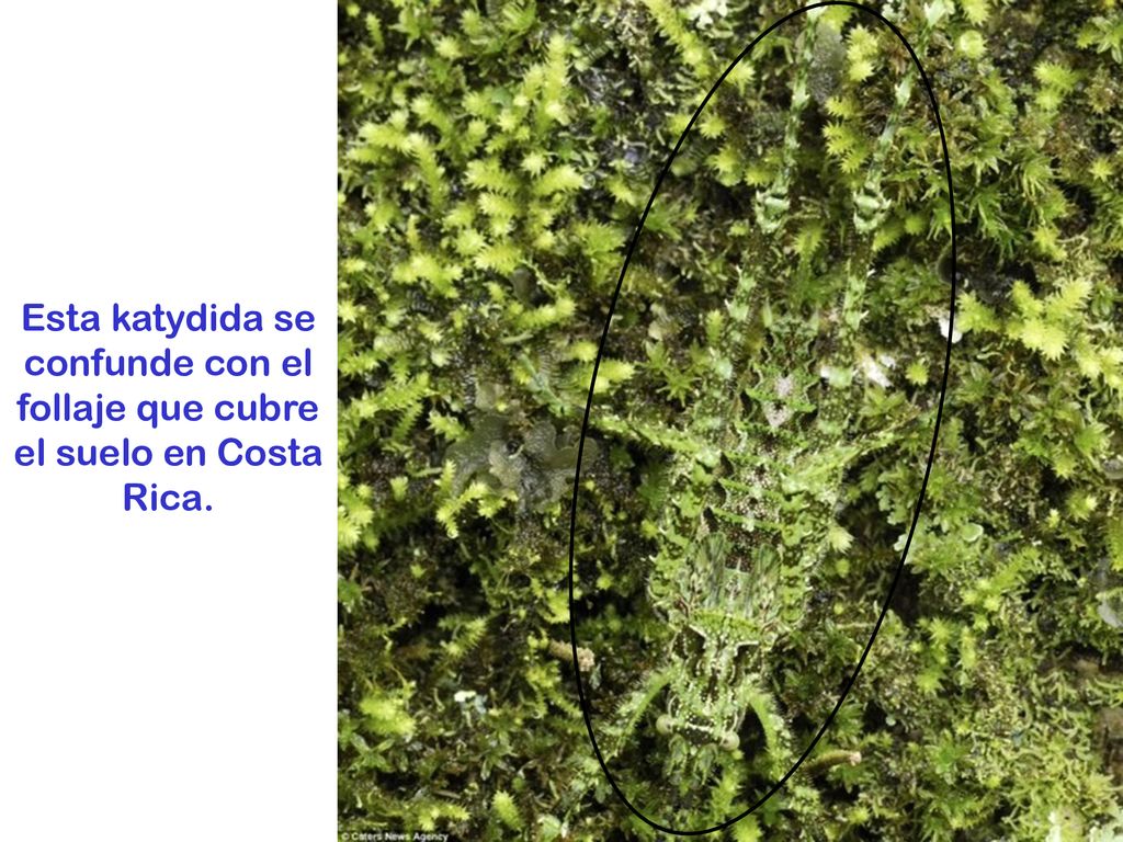 Esta katydida se confunde con el follaje que cubre el suelo en Costa Rica.