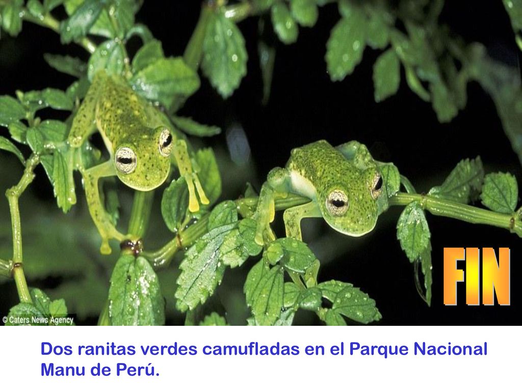 FIN Dos ranitas verdes camufladas en el Parque Nacional Manu de Perú.