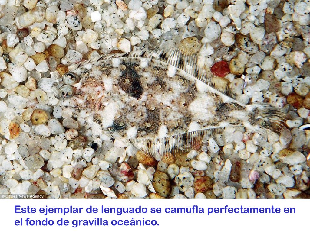 Este ejemplar de lenguado se camufla perfectamente en el fondo de gravilla oceánico.