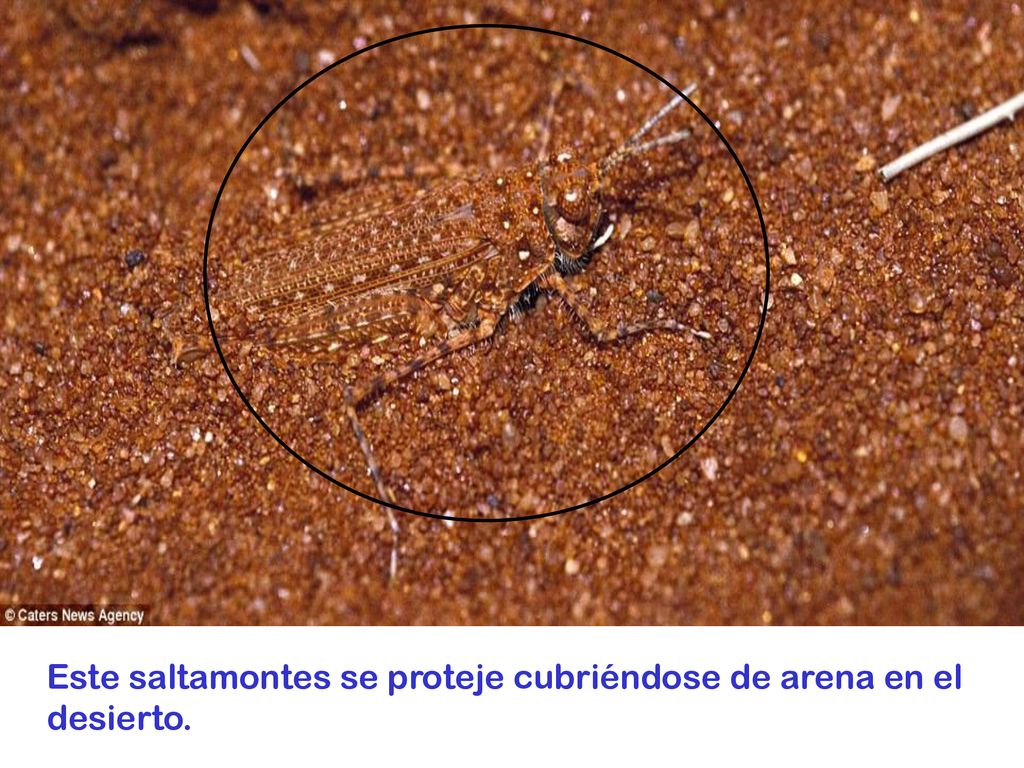 Este saltamontes se proteje cubriéndose de arena en el desierto.