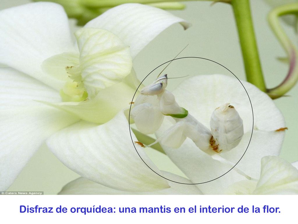 Disfraz de orquídea: una mantis en el interior de la flor.
