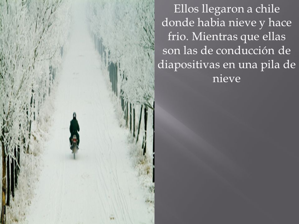 Ellos llegaron a chile donde habia nieve y hace frio