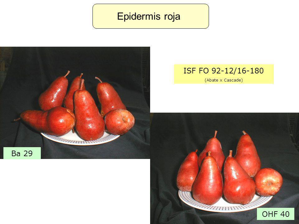 Epidermis roja ISF FO 92-12/ (Abate x Cascade) Ba 29 OHF 40