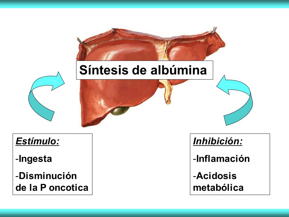 Síntesis de albúmina Estímulo: Ingesta Disminución de la P oncotica