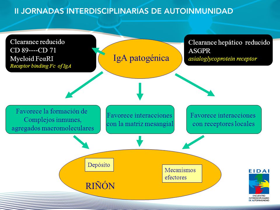 IgA patogénica RIÑÓN Clearance reducido CD CD 71 Myeloid FcαRI