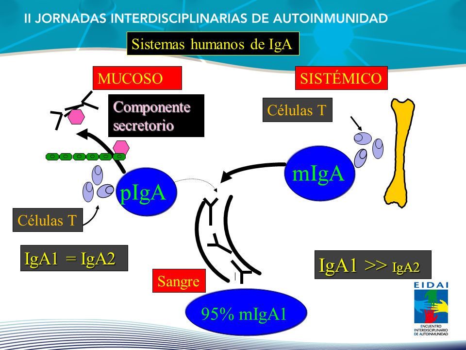 mIgA pIgA IgA1 >> IgA2 IgA1 = IgA2 95% mIgA1