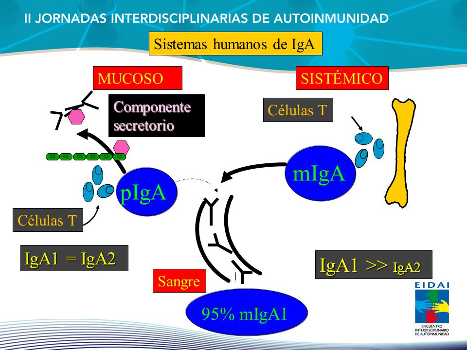 mIgA pIgA IgA1 >> IgA2 IgA1 = IgA2 95% mIgA1
