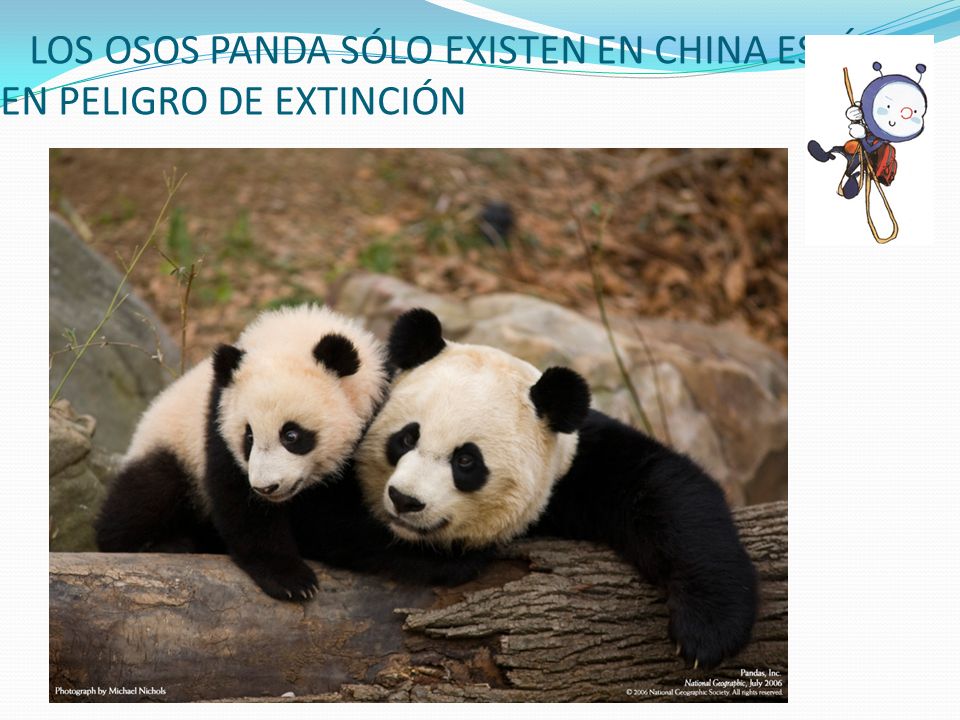 LOS OSOS PANDA SÓLO EXISTEN EN CHINA ESTÁ EN PELIGRO DE EXTINCIÓN