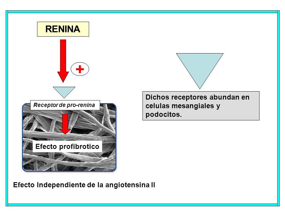 + RENINA Dichos receptores abundan en celulas mesangiales y podocitos.
