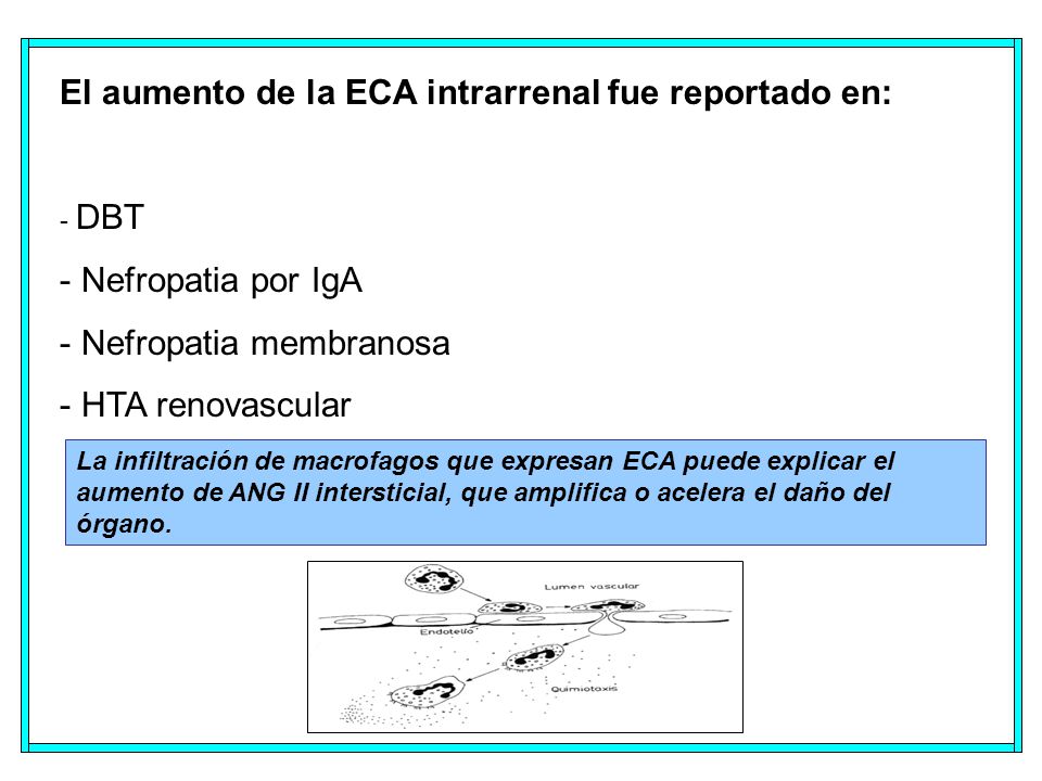 El aumento de la ECA intrarrenal fue reportado en: