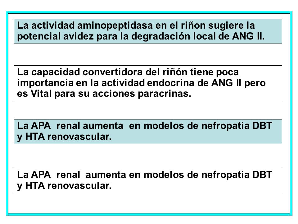 La actividad aminopeptidasa en el riñon sugiere la potencial avidez para la degradación local de ANG II.