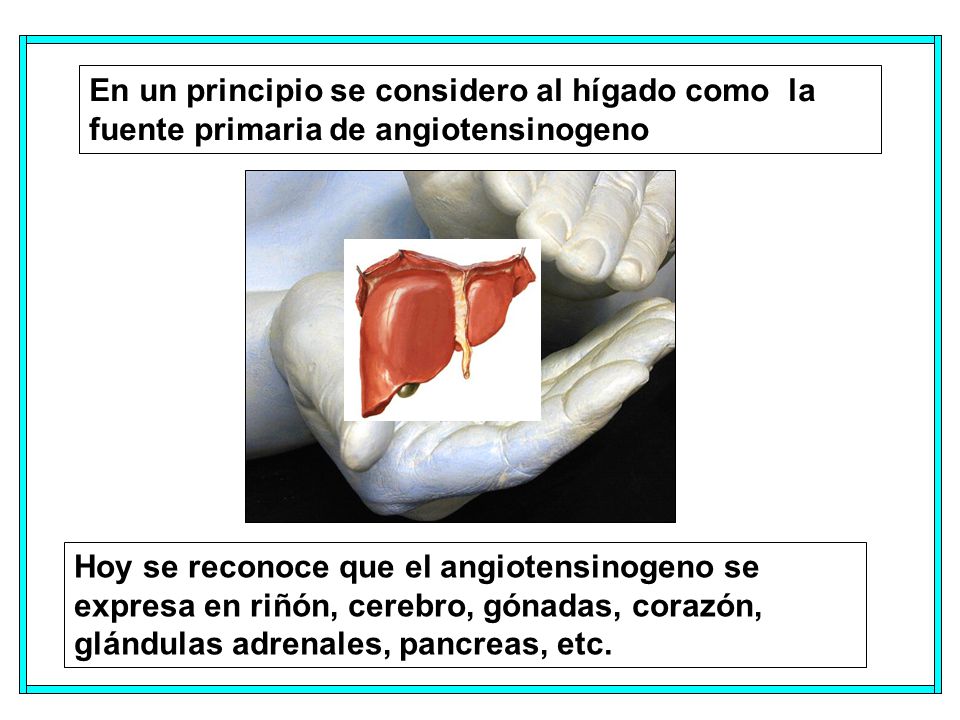 En un principio se considero al hígado como la fuente primaria de angiotensinogeno