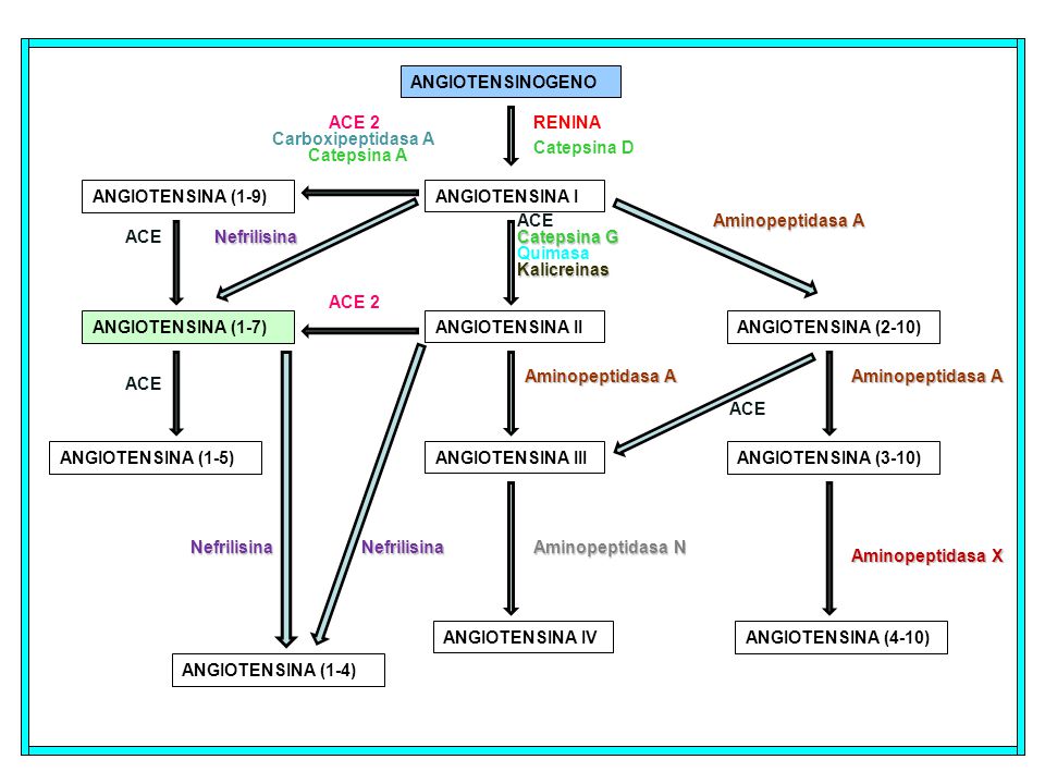 ANGIOTENSINOGENO ACE 2. RENINA. Carboxipeptidasa A. Catepsina D. Catepsina A. ANGIOTENSINA (1-9)