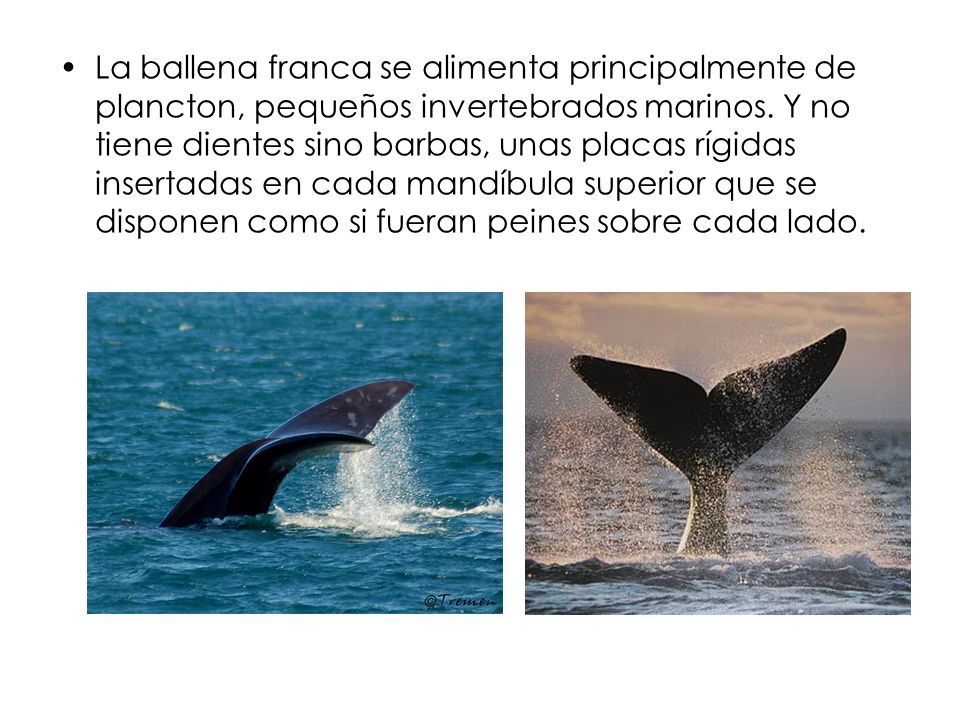 La ballena franca se alimenta principalmente de plancton, pequeños invertebrados marinos.