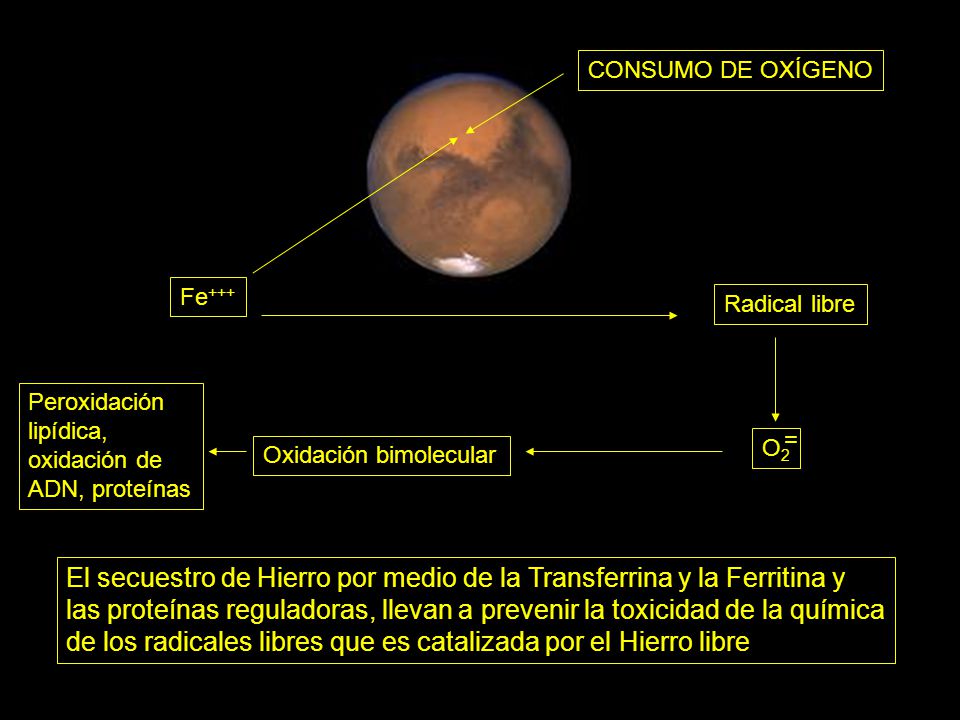 El secuestro de Hierro por medio de la Transferrina y la Ferritina y