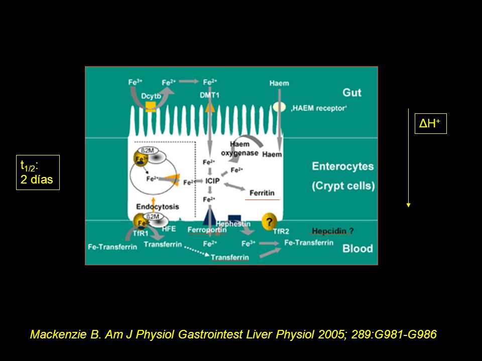 ΔH+ t1/2: 2 días Mackenzie B. Am J Physiol Gastrointest Liver Physiol 2005; 289:G981-G986