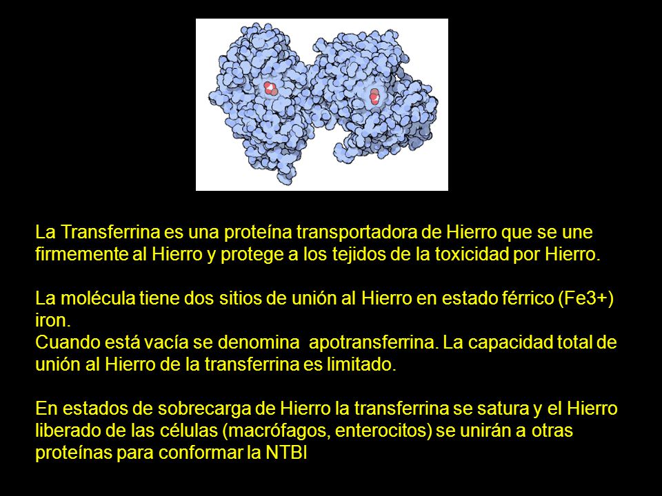 La Transferrina es una proteína transportadora de Hierro que se une firmemente al Hierro y protege a los tejidos de la toxicidad por Hierro.