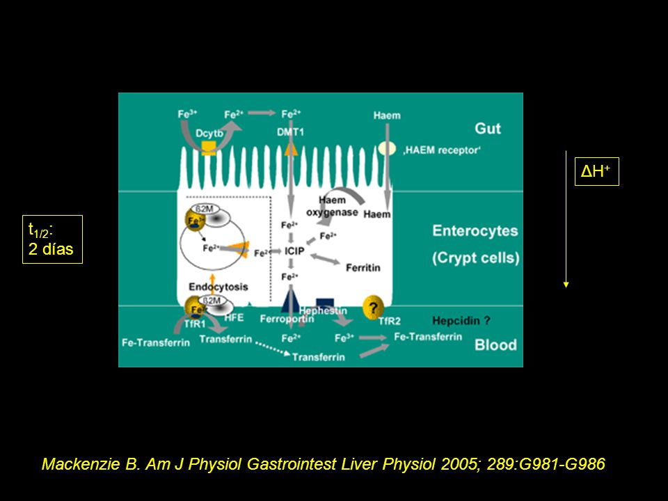 ΔH+ t1/2: 2 días Mackenzie B. Am J Physiol Gastrointest Liver Physiol 2005; 289:G981-G986