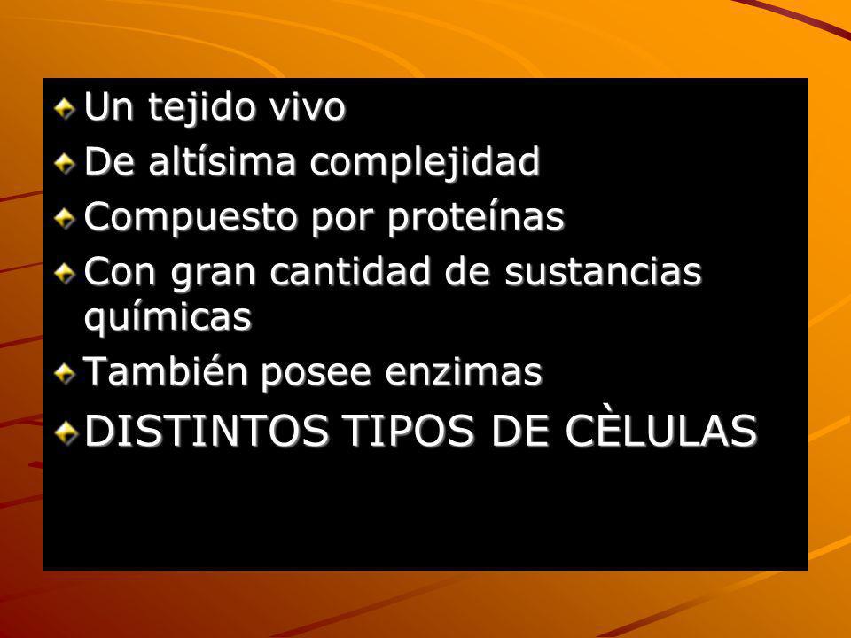 DISTINTOS TIPOS DE CÈLULAS