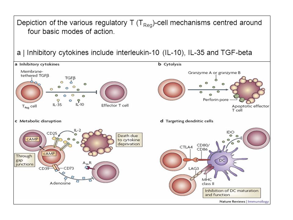 Depiction of the various regulatory T (TReg)-cell mechanisms centred around four basic modes of action.