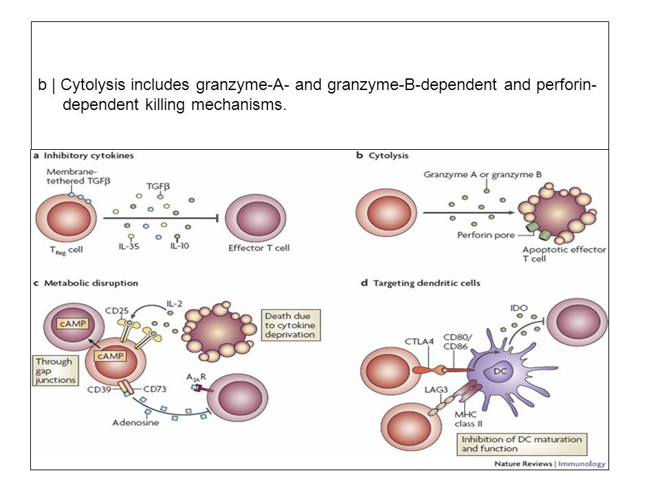 b | Cytolysis includes granzyme-A- and granzyme-B-dependent and perforin-dependent killing mechanisms.