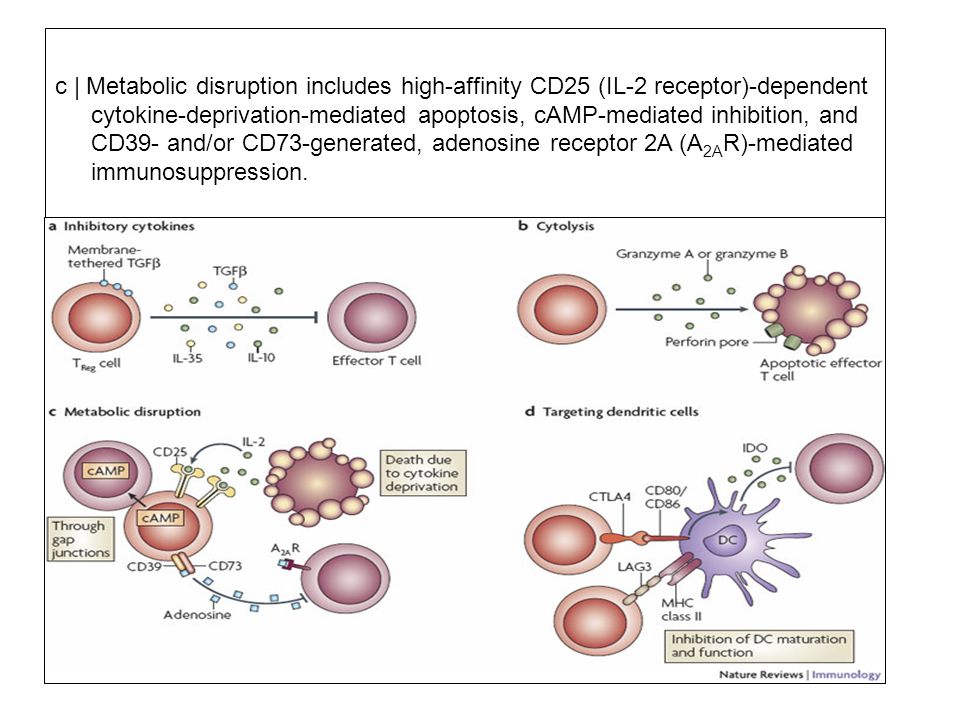 c | Metabolic disruption includes high-affinity CD25 (IL-2 receptor)-dependent cytokine-deprivation-mediated apoptosis, cAMP-mediated inhibition, and CD39- and/or CD73-generated, adenosine receptor 2A (A2AR)-mediated immunosuppression.