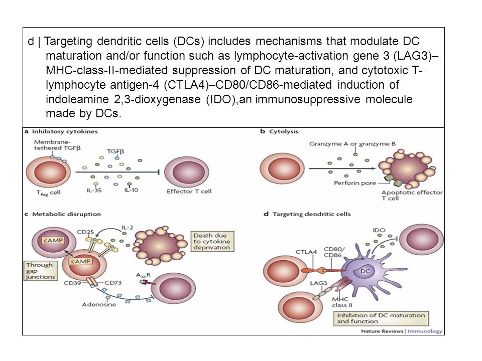 d | Targeting dendritic cells (DCs) includes mechanisms that modulate DC maturation and/or function such as lymphocyte-activation gene 3 (LAG3)–MHC-class-II-mediated suppression of DC maturation, and cytotoxic T-lymphocyte antigen-4 (CTLA4)–CD80/CD86-mediated induction of indoleamine 2,3-dioxygenase (IDO),an immunosuppressive molecule made by DCs.