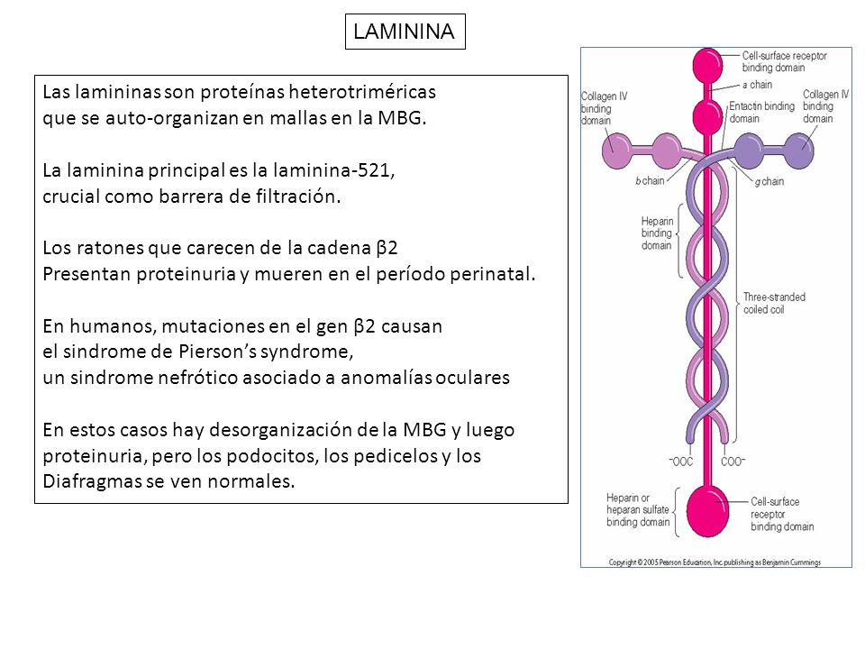 LAMININA Las lamininas son proteínas heterotriméricas. que se auto-organizan en mallas en la MBG. La laminina principal es la laminina-521,
