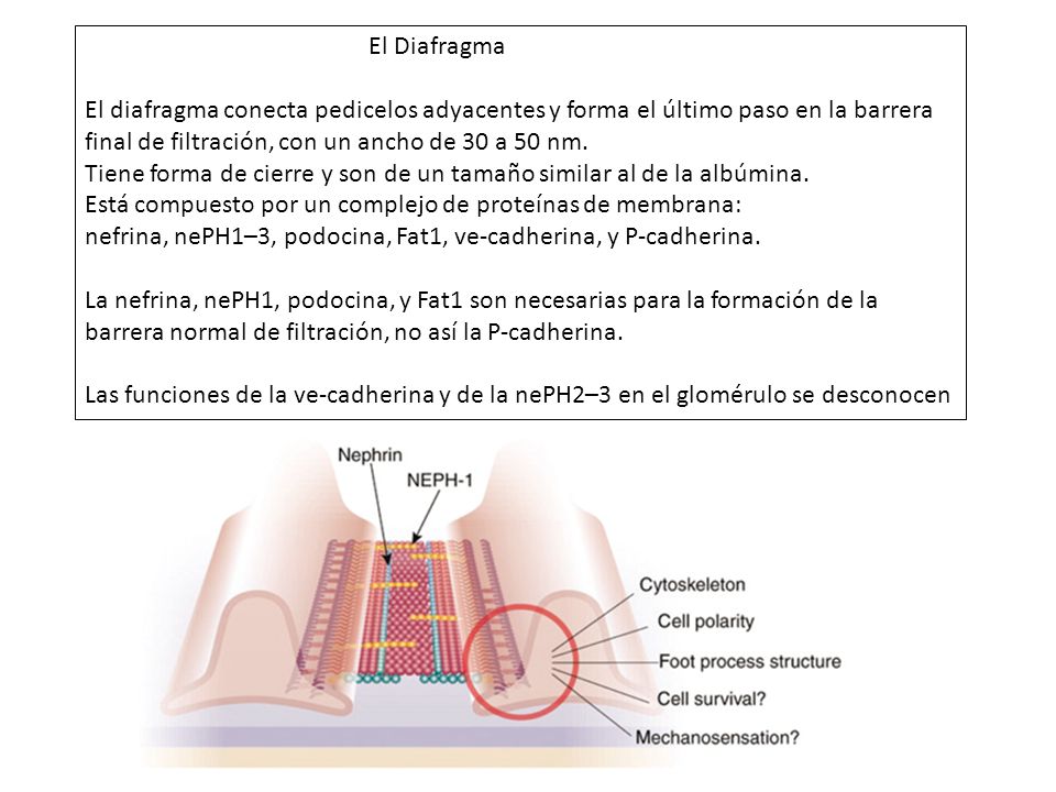 El Diafragma El diafragma conecta pedicelos adyacentes y forma el último paso en la barrera final de filtración, con un ancho de 30 a 50 nm.