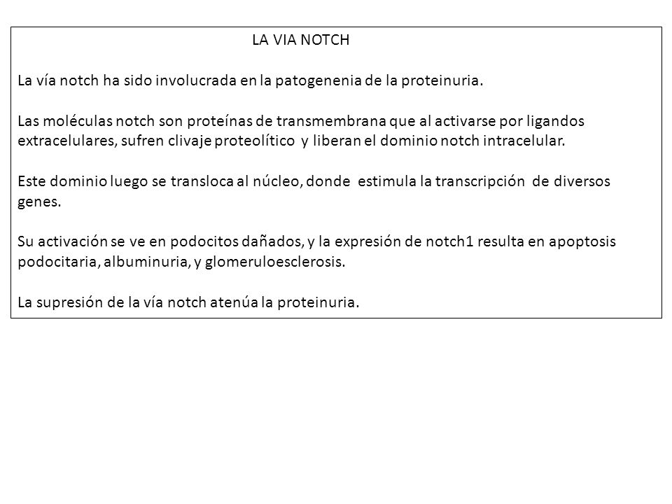 LA VIA NOTCH La vía notch ha sido involucrada en la patogenenia de la proteinuria.