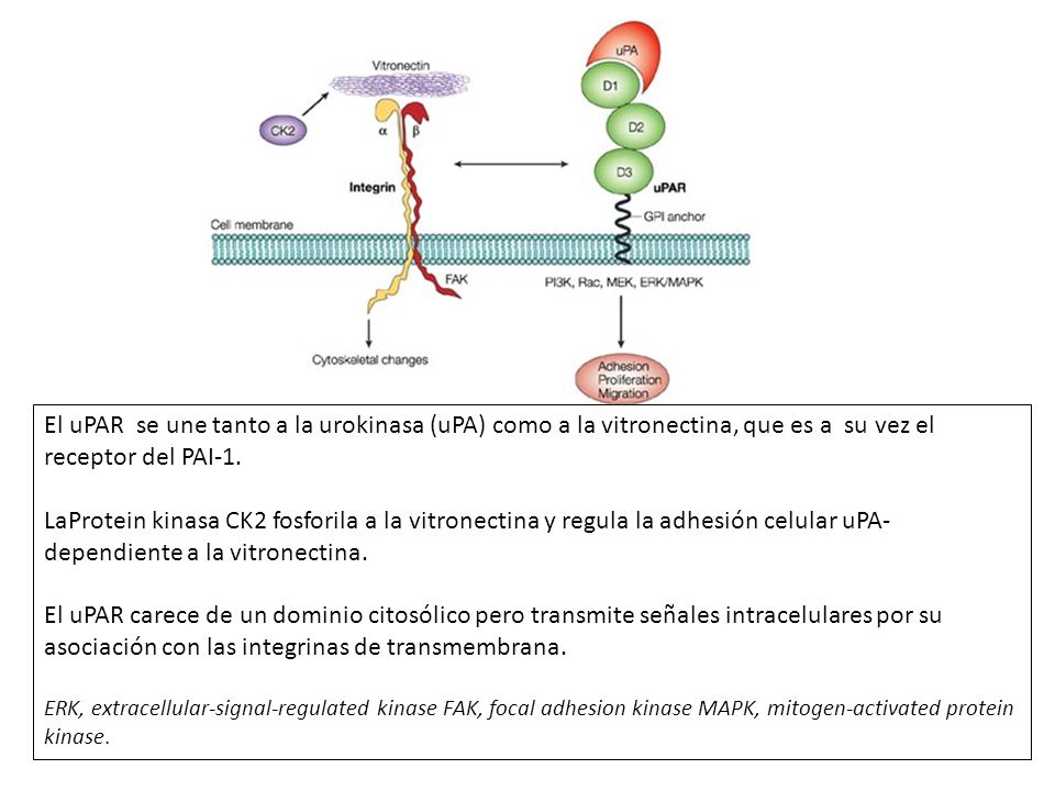 El uPAR se une tanto a la urokinasa (uPA) como a la vitronectina, que es a su vez el receptor del PAI-1.