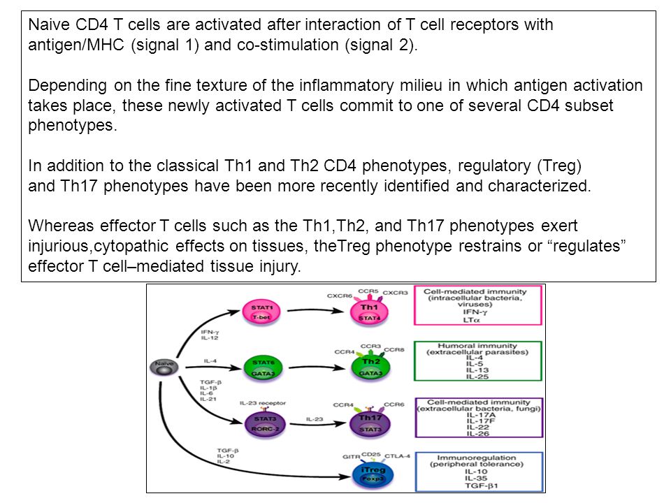 Naive CD4 T cells are activated after interaction of T cell receptors with antigen/MHC (signal 1) and co-stimulation (signal 2).