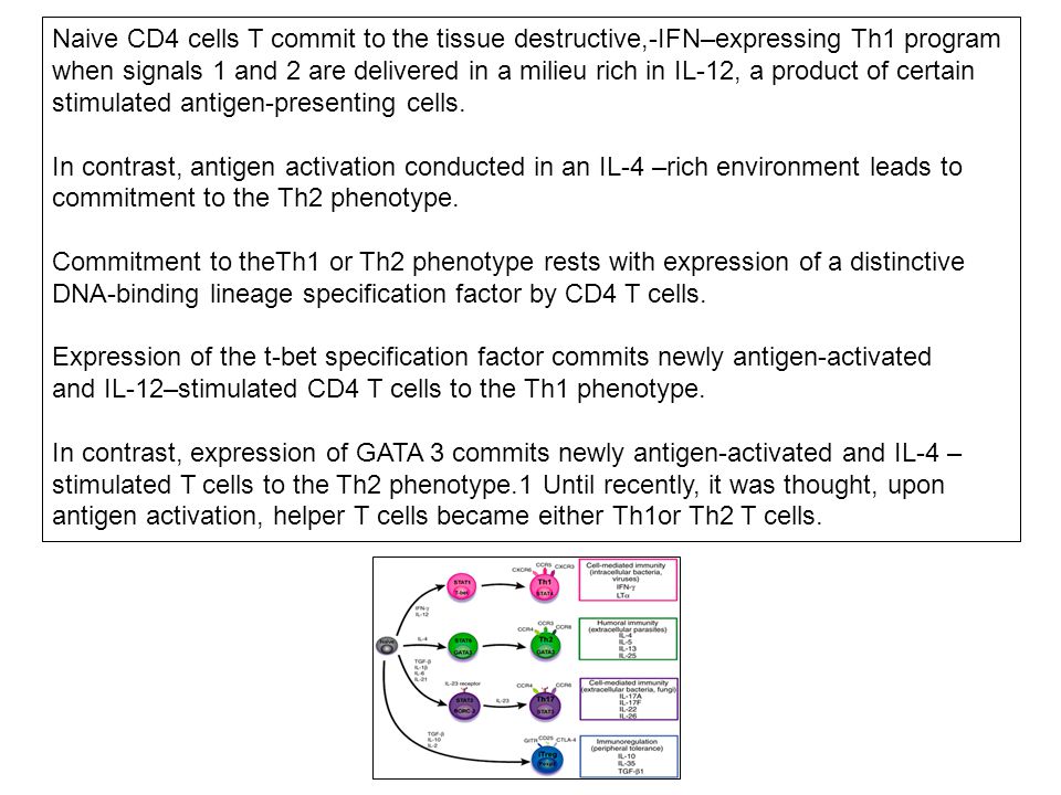 Naive CD4 cells T commit to the tissue destructive,-IFN–expressing Th1 program