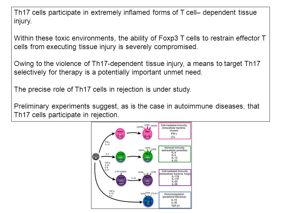Th17 cells participate in extremely inflamed forms of T cell– dependent tissue injury.