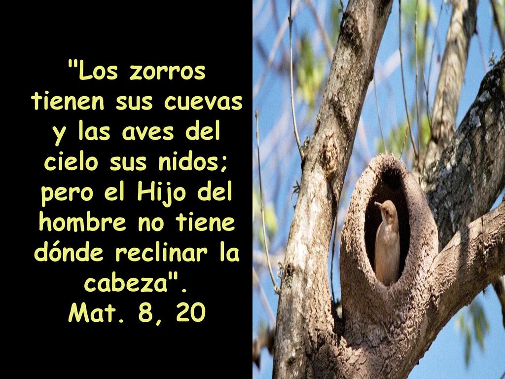 Los zorros tienen sus cuevas y las aves del cielo sus nidos;