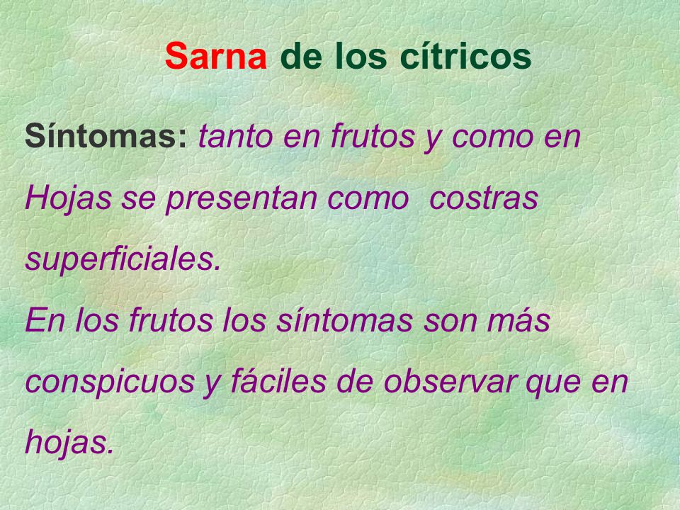 Sarna de los cítricos Síntomas: tanto en frutos y como en