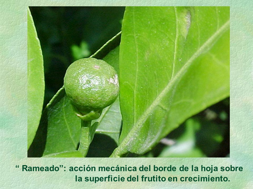 Rameado : acción mecánica del borde de la hoja sobre