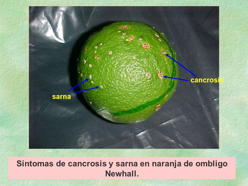 Síntomas de cancrosis y sarna en naranja de ombligo Newhall.