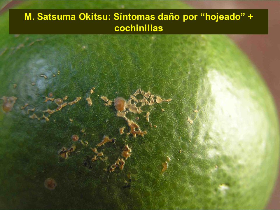M. Satsuma Okitsu: Síntomas daño por hojeado + cochinillas