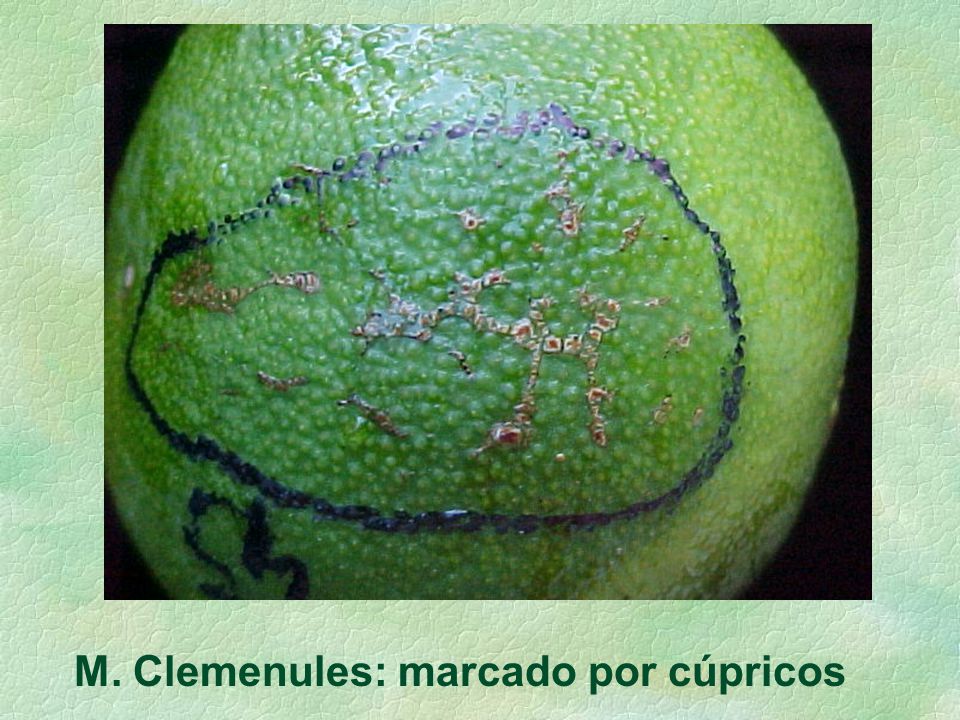 M. Clemenules: marcado por cúpricos