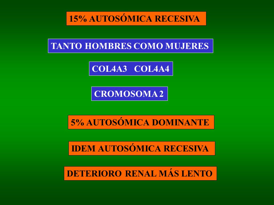 15% AUTOSÓMICA RECESIVA TANTO HOMBRES COMO MUJERES. COL4A3 COL4A4. CROMOSOMA 2. 5% AUTOSÓMICA DOMINANTE.
