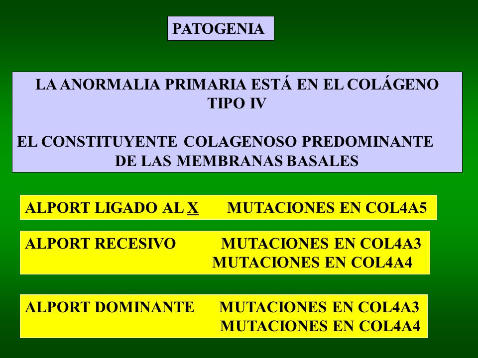 LA ANORMALIA PRIMARIA ESTÁ EN EL COLÁGENO TIPO IV