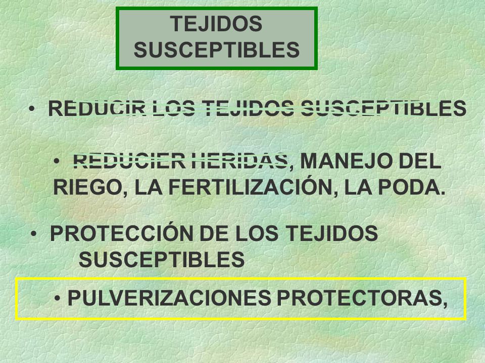 TEJIDOS SUSCEPTIBLES REDUCIR LOS TEJIDOS SUSCEPTIBLES. REDUCIER HERIDAS, MANEJO DEL RIEGO, LA FERTILIZACIÓN, LA PODA.