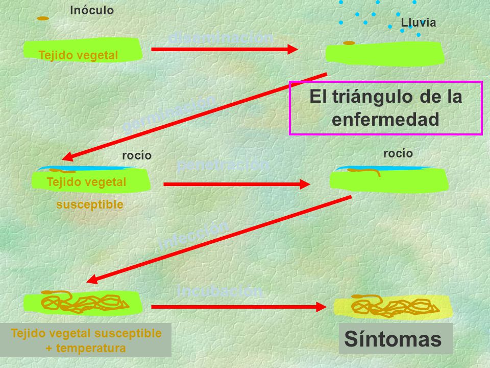 El triángulo de la enfermedad Tejido vegetal susceptible + temperatura