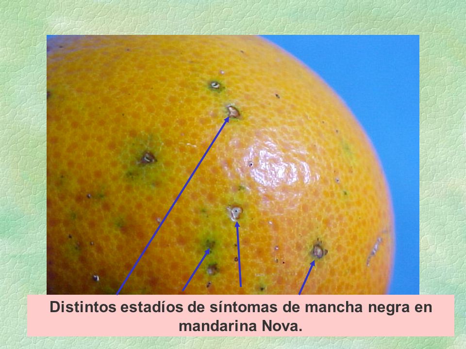 Distintos estadíos de síntomas de mancha negra en mandarina Nova.