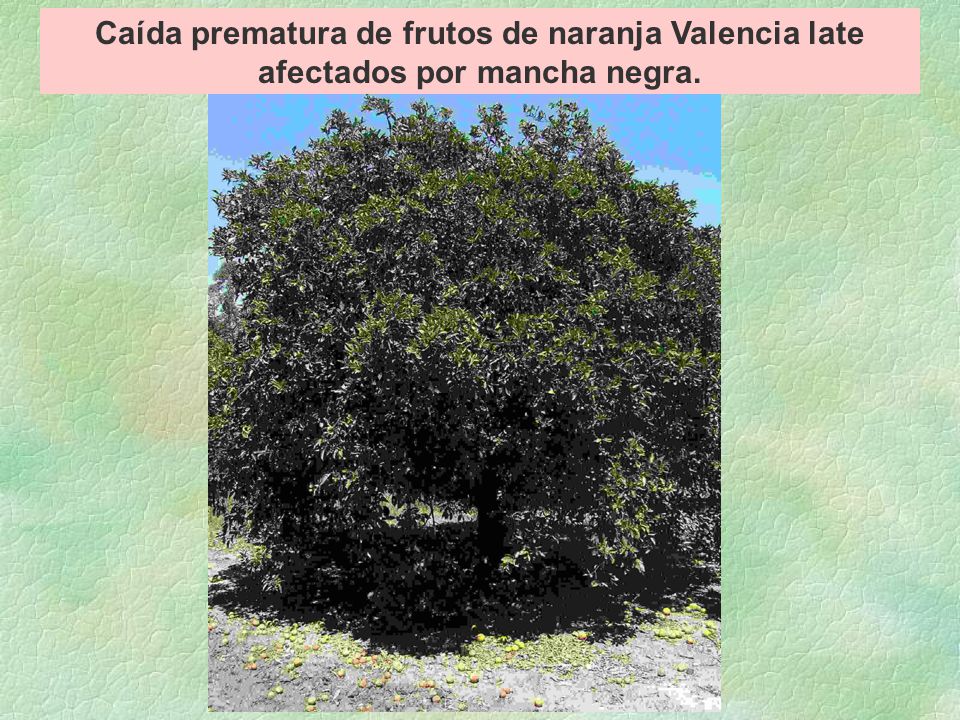 Caída prematura de frutos de naranja Valencia late afectados por mancha negra.