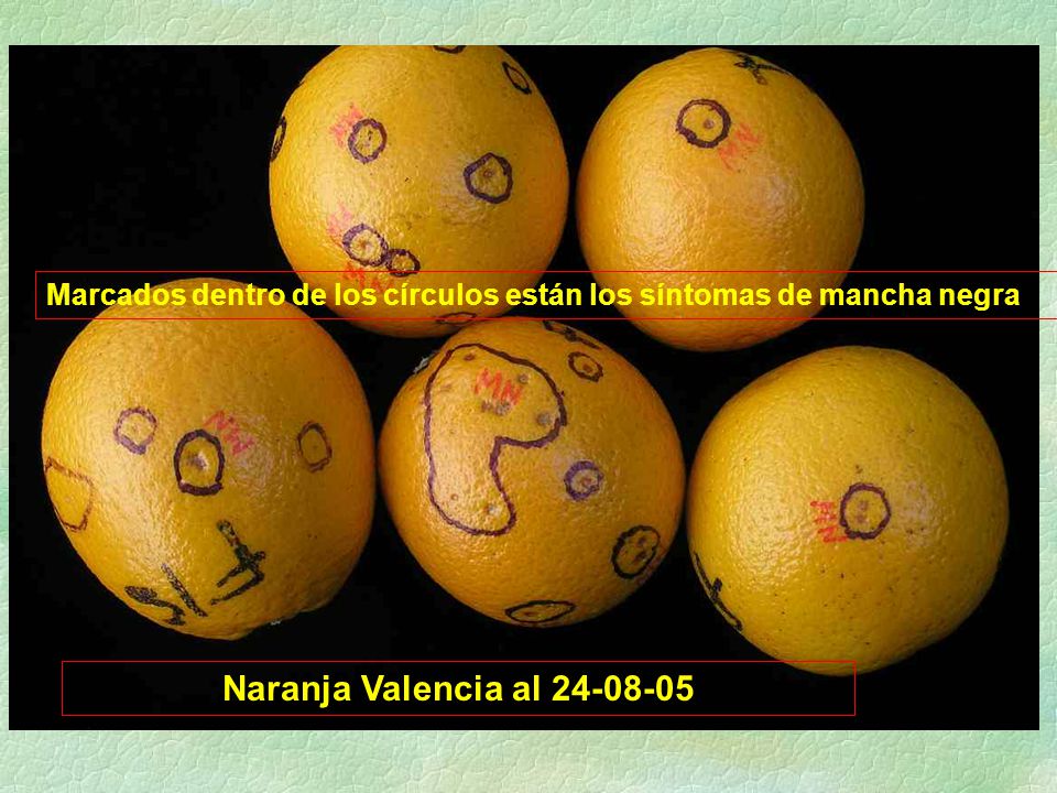 Marcados dentro de los círculos están los síntomas de mancha negra